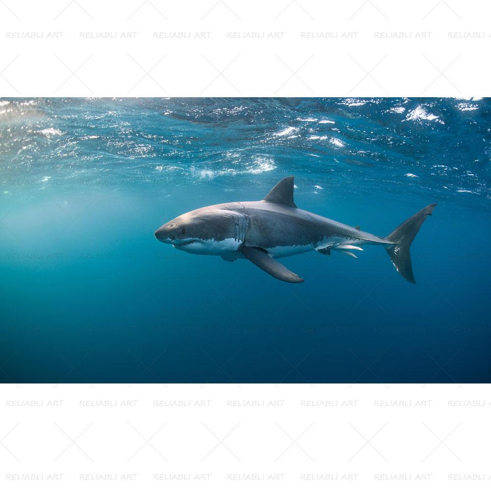 Shark Sea Animal Posters Wall Art Pictures for Living Room Modern Canvas Prints Cuadros Home Decorative Painting NO FRAME