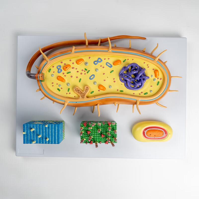 Magnified Bacterial Structure Teaching Model