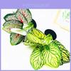 Simulated Epipremnum Aureum And Dasheen Leaves Potted For Home And Events