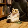 Chongker Simulation Puppet Cat Bag Cat Doll Cute Cat Bags Plush Girlfriend Gift Kawaii Backpack
