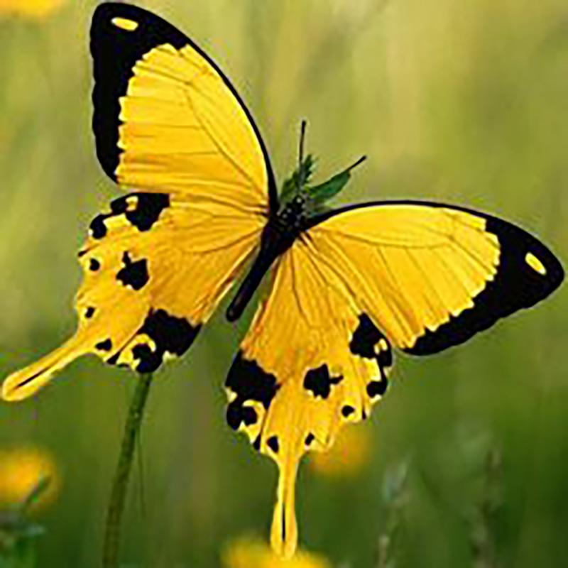 Pictură cu diamant 5D cu fluture DIY, rotund complet, rășină, broderie cu diamante florale, cu punct de cruce, mozaic, artă de perete, decor acasă