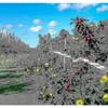 Bird Repellent Tape, Set Of 3 Tapes X 50m X 4.8cm - Scarecrow Bird Repellent - To Repel Crow Pigeons Tw