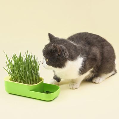 Katzengraskasten-Fachdesign, doppellagig, benutzerfreundlich, wissenschaftliche Unterteilung, Pflanzkasten für den Heimgebrauch