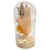 Q-FLA Preserved Flower Dome Arrangement, Orange, Perfect for Gifts and Celebrations, 813672