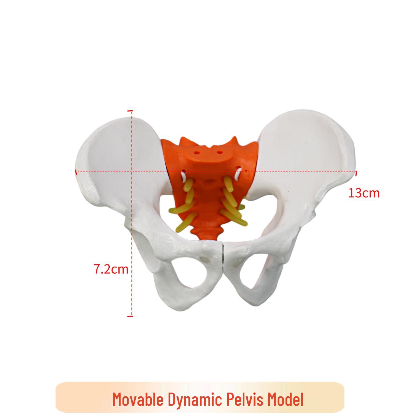 Dynamic Female Lumbar Spine & Pelvis Model – Movable Mini Skeleton for Postpartum Recovery