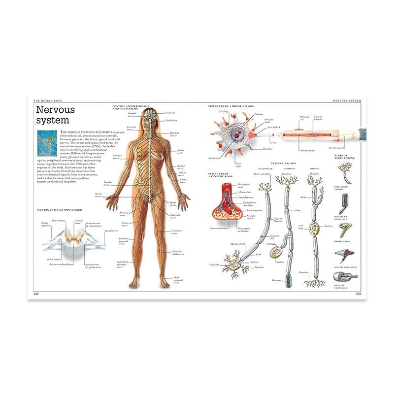 Anatomical Muscular System Poster Human Body Anatomy Chart Medical Educational Canvas for School Decor