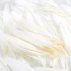 20-100pcs/lot White Duck Feather 10-15 Cm DIY Feathers for Crafts Decor Feathers for Jewelry Making Accessories Plumes
