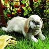 Holland Lop Rabbit Hand Puppet