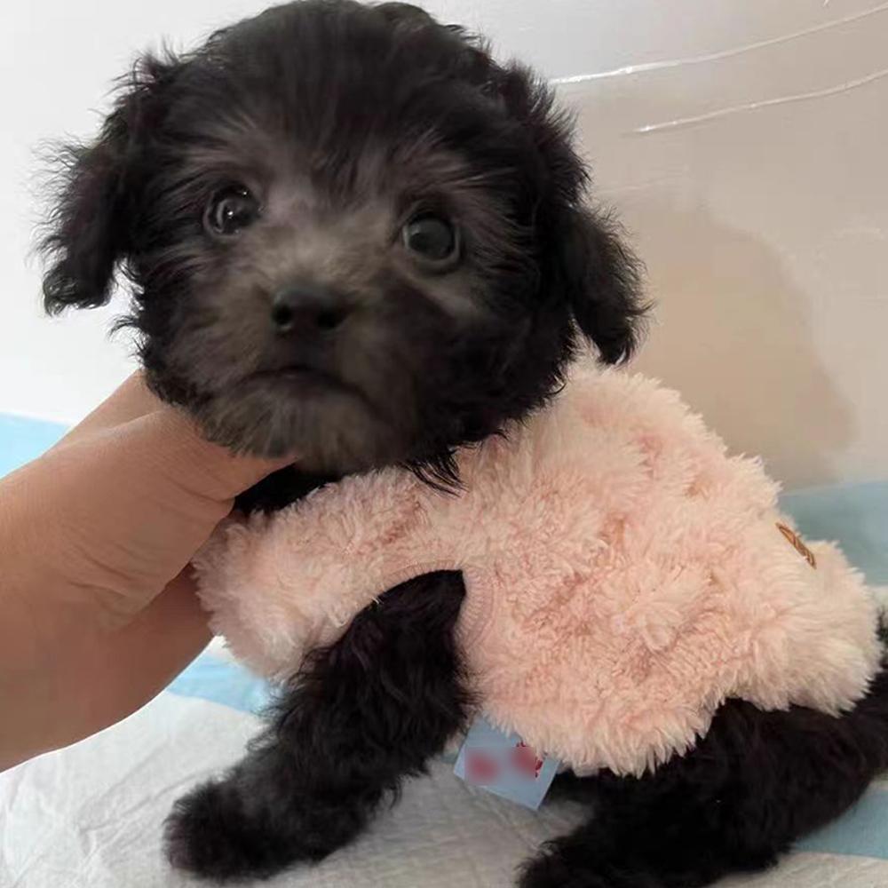 Winter Fleece Dog Sweater Cat Pullover Puppy Costume Comfortable Fashion Pet Warm Clothes Round Neck Clothes Chihuahua Yorkshire Bichon Vest
