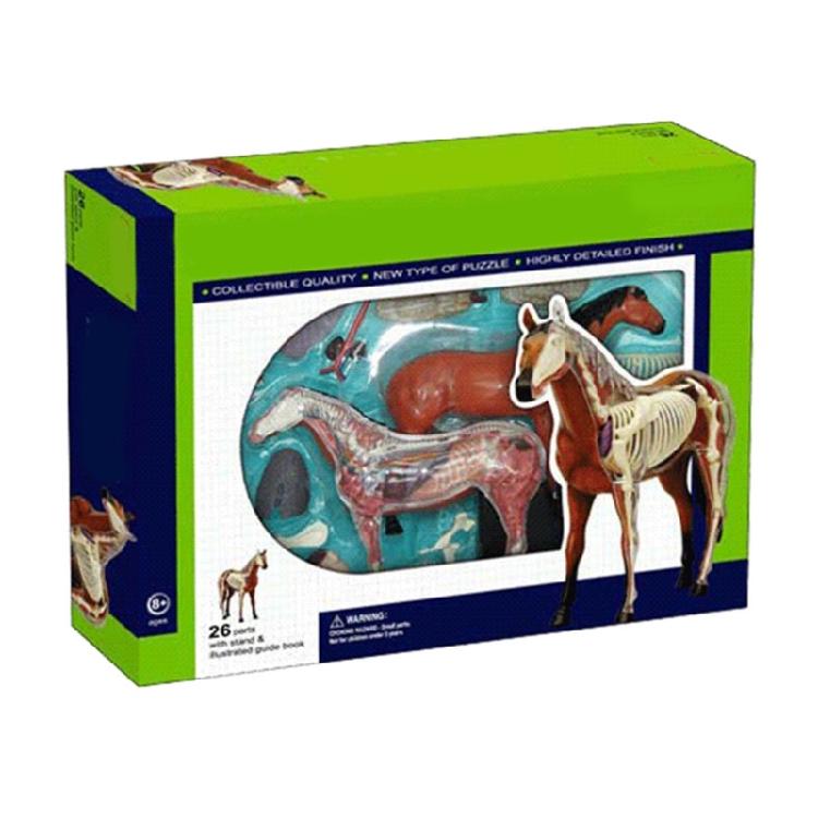 Horse Anatomy Model with Detachable Organs Body Parts for Child