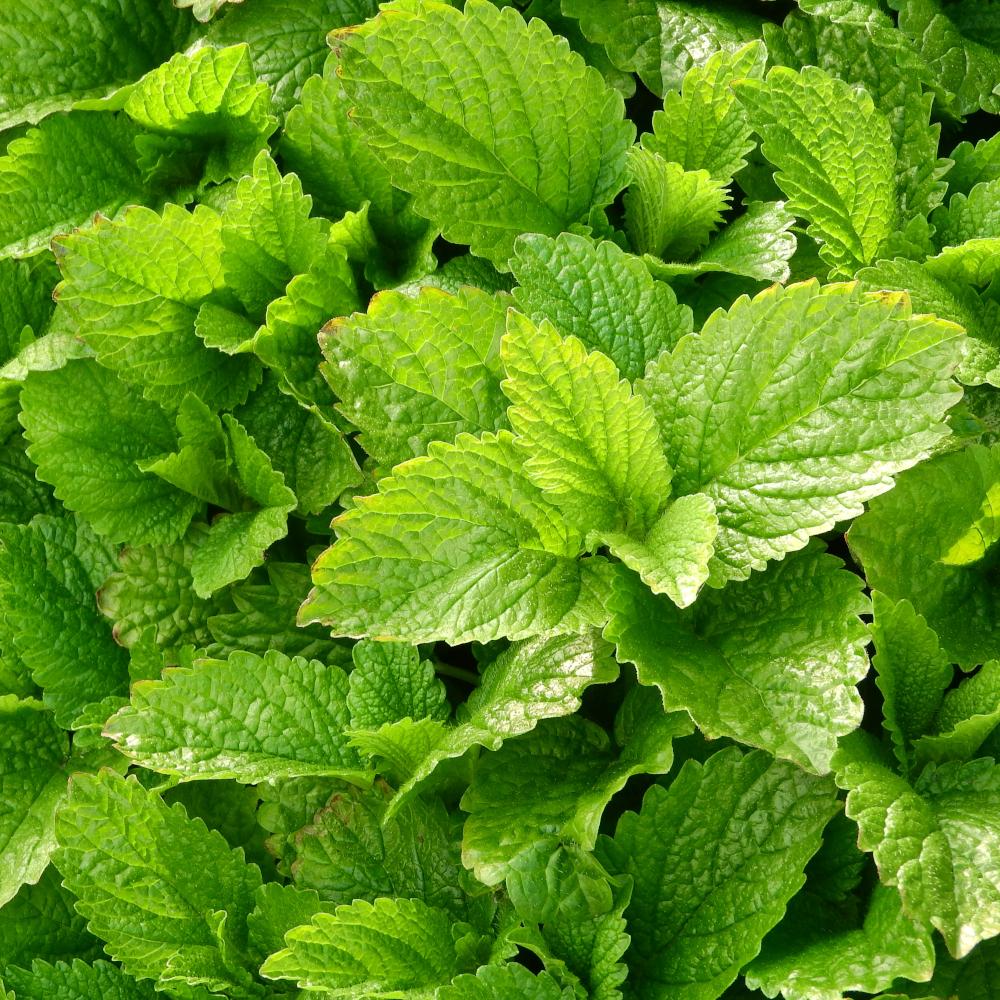 Směs divokých květin Kwietna Łączka 500g krásné květiny různých odrůd MIX na zahradu