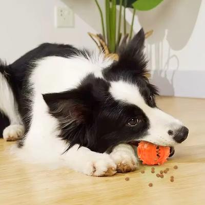 Köpek – Köpek oyuncakları