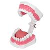 Teeth Model Tooth Brushing Practice Dental Teaching Study Tool with Brush Set Kit