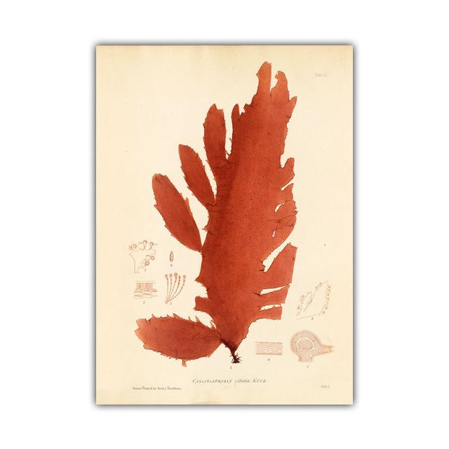 Nordic Retro Art Plant Evolution Popular Science Demonstration Canvas Painting Living Room Corridor Poster Home Decoration Mural No Frame