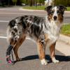 Drop Foot Brace with Reel(No Knuckling Boot Brace) for Dog Corrective Dog Shoes to Safely Lift Toes for foot Issue