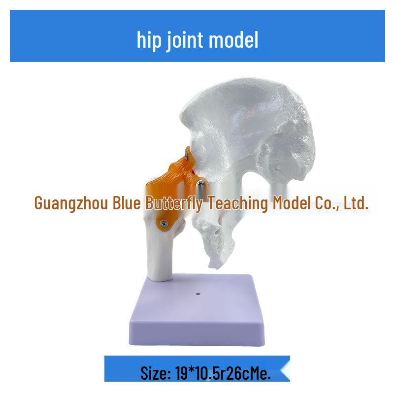 1:1 Human Skeletal Joint Model: Knee, Shoulder, Elbow, Hand, Foot, Hip