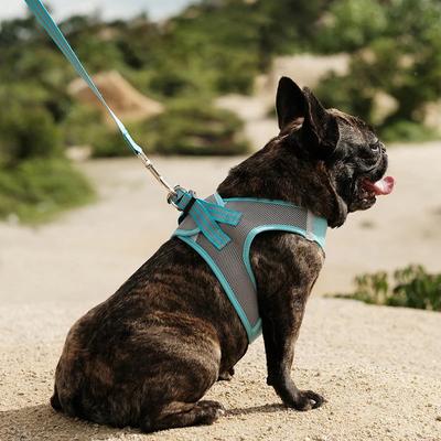 Perros – Collares y correas