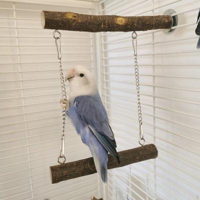 Perchoir suspendu pour perroquet, jouet à mâcher, support d'exercice, Cage, accessoire, Branches debout en bois pour calopsittes