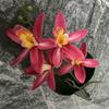 Eva Small 4head East Asian Orchid 3d Faux Flower For Wedding Home Decor And Photography Props