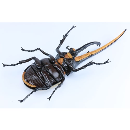 Free Research Series No.26 Living Creatures Edition Hercules Beetle Plastic Model