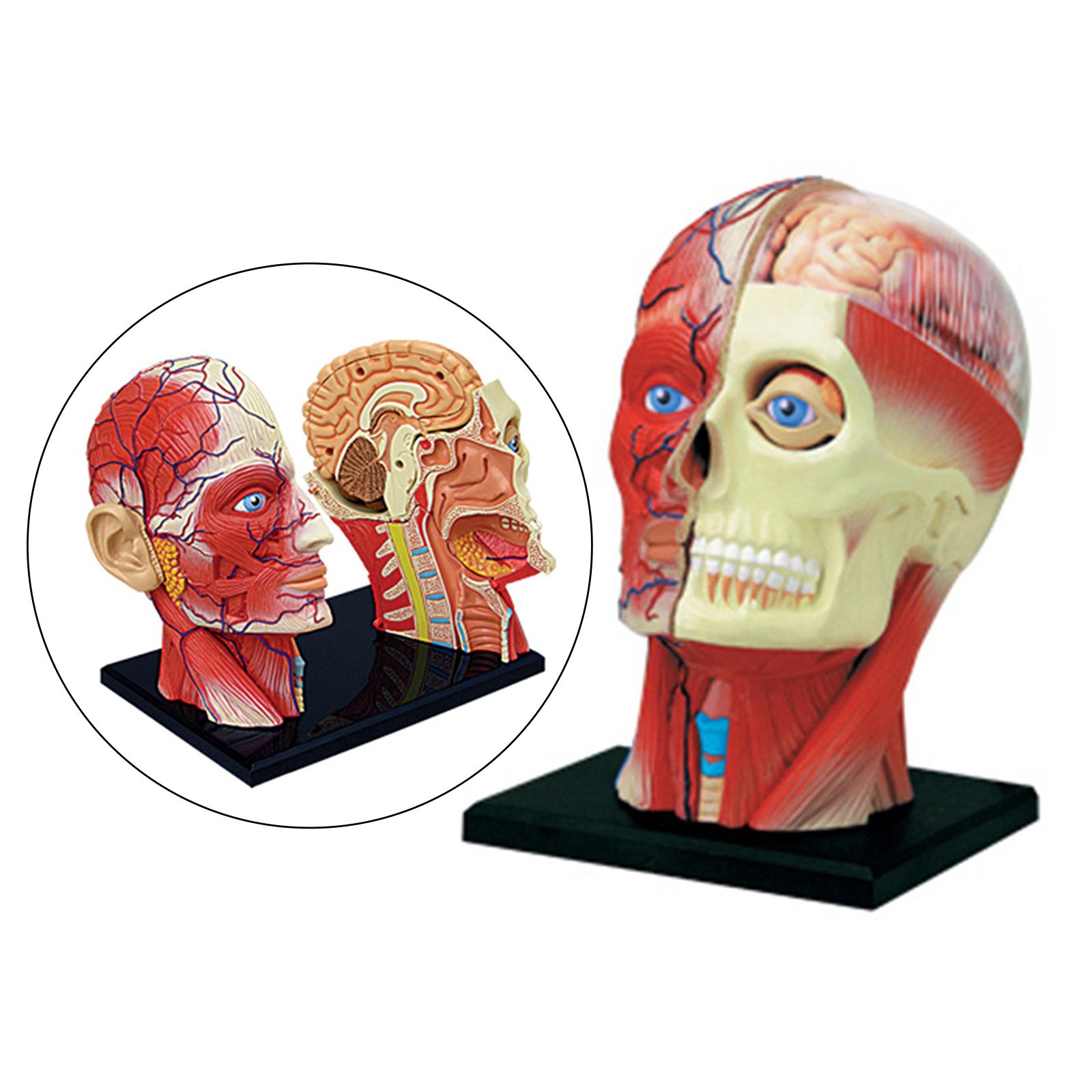 4D Assembled Humans Skeleton Model, Exploded