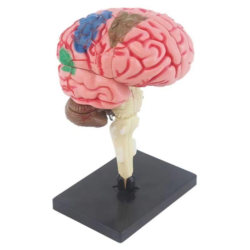 A20F-New 4D Human Brain Model Kids Scientific Teaching Anatomical Model Lab Display Model DIY Assembling Model
