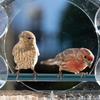 House-shaped Plastic Acrylic Plexiglass Bird Feeder Acrylic Pet Bird Feeder 21.5*20.5*10cm