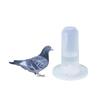 Automatic for Chicken Parrot Water Dispenser Pigeon Feeder Pigeon Food Box Bird Drinking Fountain