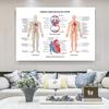 Posters e Impressões do Sistema Muscular Gráfico de Anatomia Corpo Humano Escola Ciência Médica Educacional Pinturas em Tela Decoração de Casa
