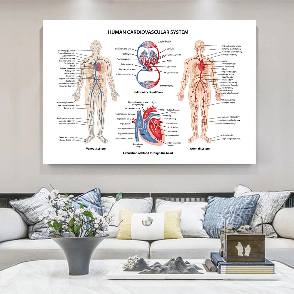 Posters e Impressões do Sistema Muscular Gráfico de Anatomia Corpo Humano Escola Ciência Médica Educacional Pinturas em Tela Decoração de Casa