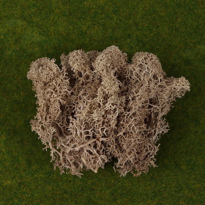 Colorful Natural Artificial Moss Plant DIY Dried Reindeer Moss Decor Resin Epoxy Filling Jewelry Garden Decorate Supplies
