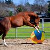 Interactive Herding Ball Bladder for Small To Medium Sized Dogs Outdoor Sports Bouncy Toy for Medium Large Dogs