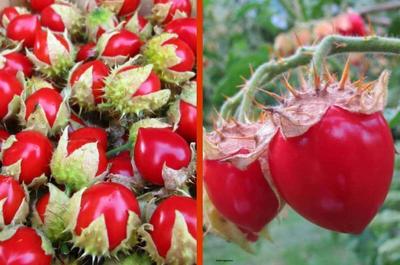 LITCHI-TOMATE – DORNENTomate, 15 Samen – frische Samen