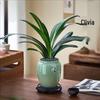 Clivia Indoor Plant with Pot and Tray