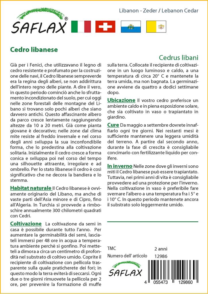 SAFLAX Lebanon Cedar - 20 Seeds - Cedrus Libani