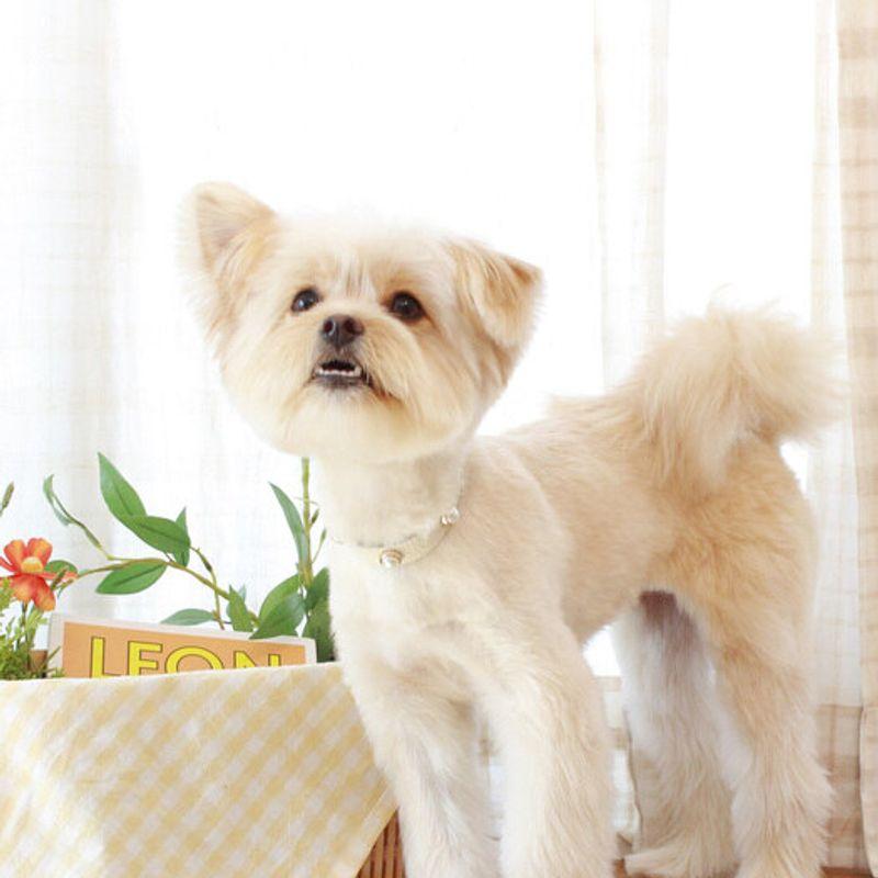 MAISON DE MIU Weicher Perlenkragen_Weiß