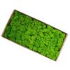 Preserved Moss Gardenning Art Wall Decor Moss Bulk Micro Landscape Decorative Props