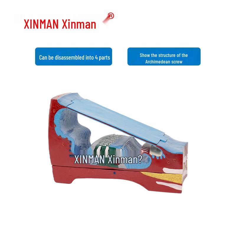 XINMAN Ear Spiral Organ & Membranous Cochlear Duct Enlarged Model