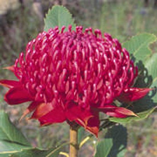 YARD REMEDIES Bush Flower Essences Cream Emergency 50ml NEAL'S (x 1)