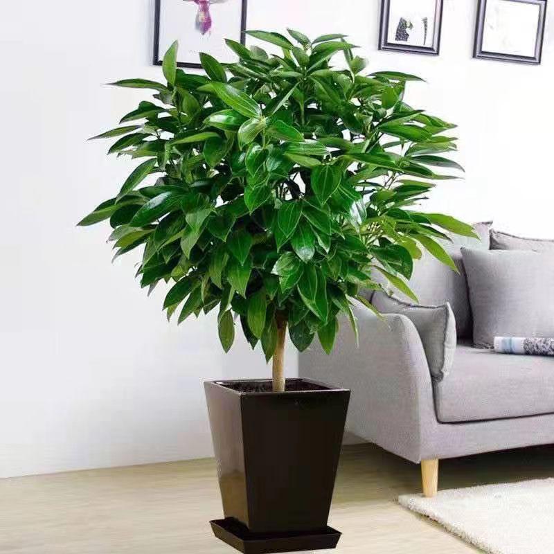 Peace Tree Indoor Potted Plant – Large Evergreen for Living Room, Happiness & Year-Round Greenery, Free Shipping.