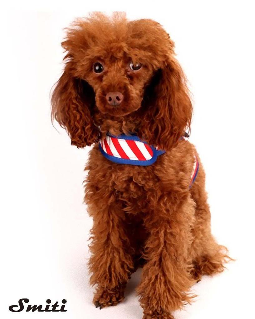 Smiti Petwear Dog Harness and Lead Set Marine Border Red S