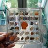 Mini durchsichtige Muschelsammlung Box - Hohe Transparenz, Stark magnetischer Acryl-Koffer