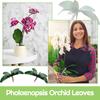 Chuangdi 6 Pieces Faux Phalaenopsis Orchids Leaves Artificial Orchids Leaves Green Leaf Plants Green Faux Leaf Latex Cymbidium Stems for Flowers