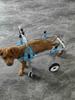 Four Wheel Assisted Walking Adjustable Dog Wheelchair for Hind Legs Durable Pet Mobility Cart with Comfort Fit for Elderly Dogs