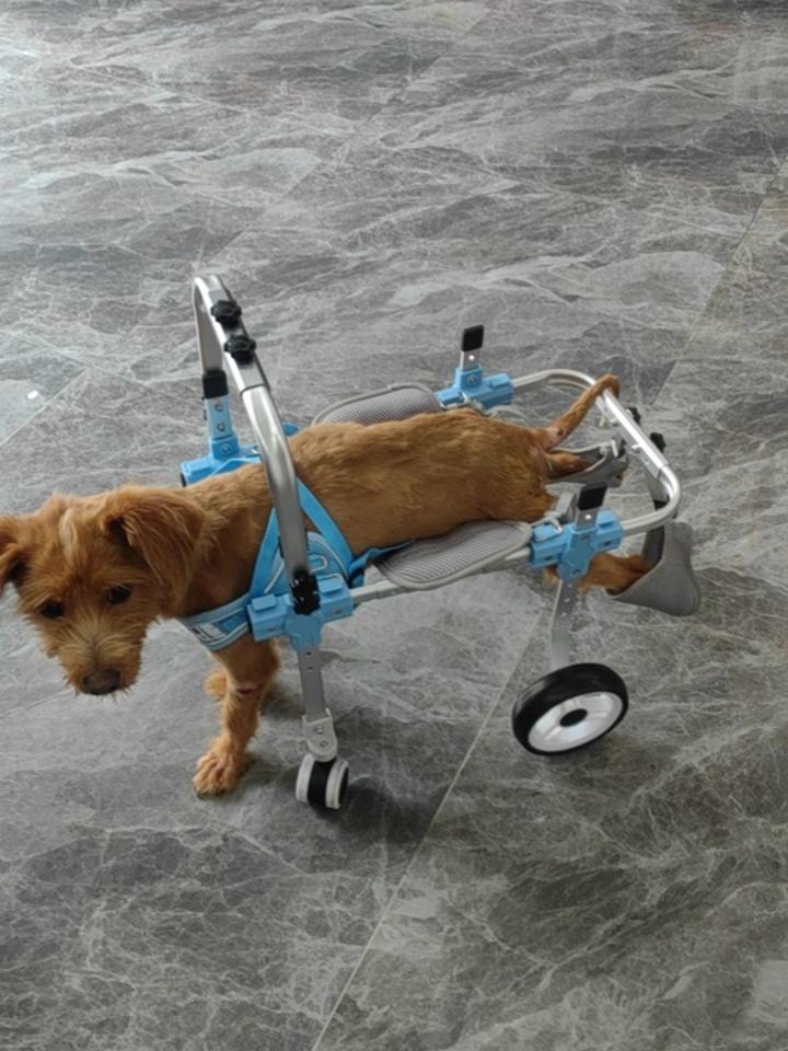 Four Wheel Assisted Walking Adjustable Dog Wheelchair for Hind Legs Durable Pet Mobility Cart with Comfort Fit for Elderly Dogs