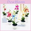 Simulated Phalaenopsis Potted Artificial Artificial Flower For Home Decor And Photography Props