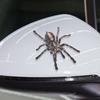 Adesivo per Auto 3D Lucertola Scorpione Ragno 3D Modello Animale Decorazione Decalcomania Finestrino Specchietto Paraurti Veicolo Resistente all'Acqua Alta Adesività