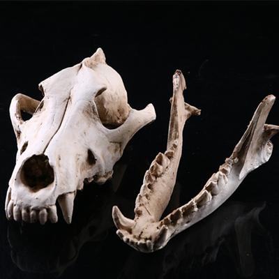 Resin Crafts Animal Skull Model Wolf Skull Teaching Skeleton Model Creative Home Wolf Skull Ornament Halloween Garden Decoration