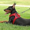 Service Dog Harness & Leash Set with 1pc Folding Bowl Reflective Adjustable Dog Vest Harness Soft Oxford Pet Harness For Small M