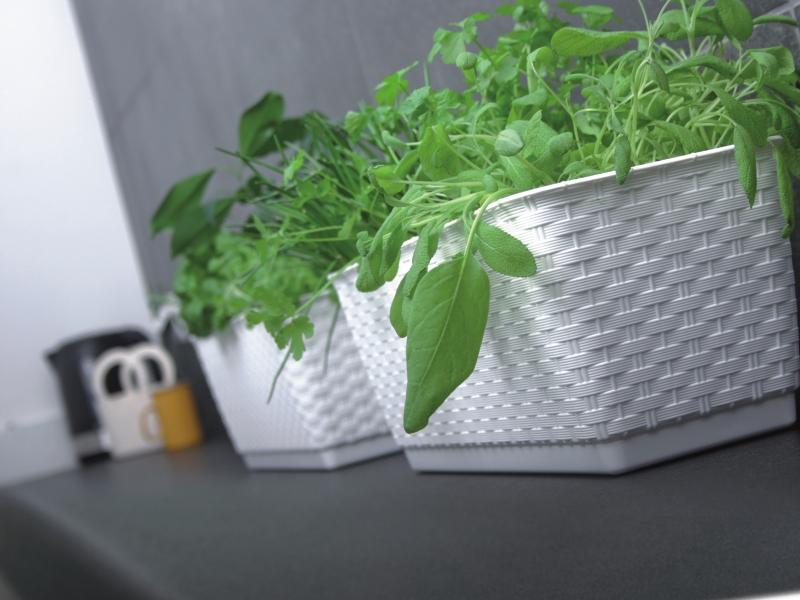 Doniczka Podłużna DRL500P Z Podstawką | Umbra